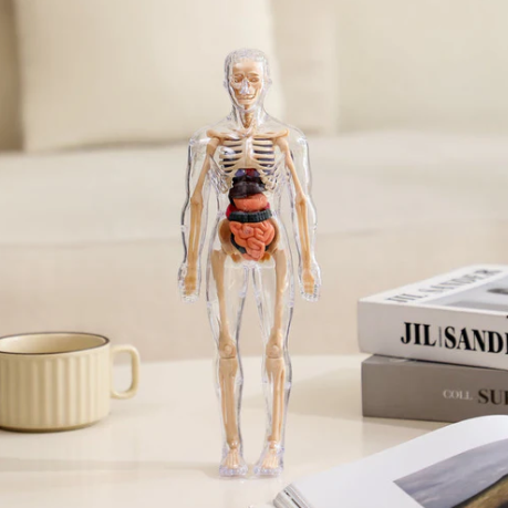 3D Educational Human Body Model for Learning 💡 📚