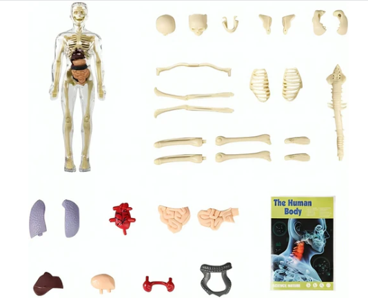 3D Educational Human Body Model for Learning 💡 📚