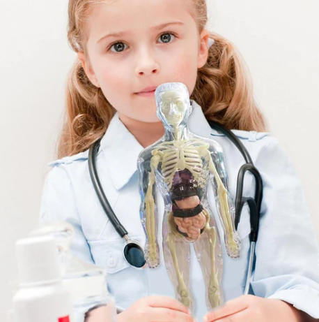 3D Educational Human Body Model for Learning 💡 📚